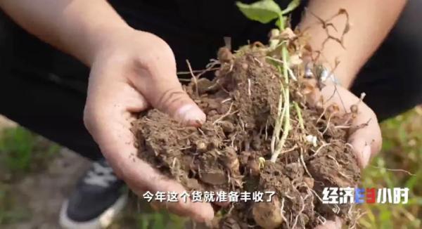 安国有疫情吗(河北安国疫情严重吗)