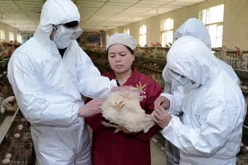 全国禽流感最新消息/全国禽流感最新消息新闻 全国禽流感最新消息/全国禽流感最新消息新闻