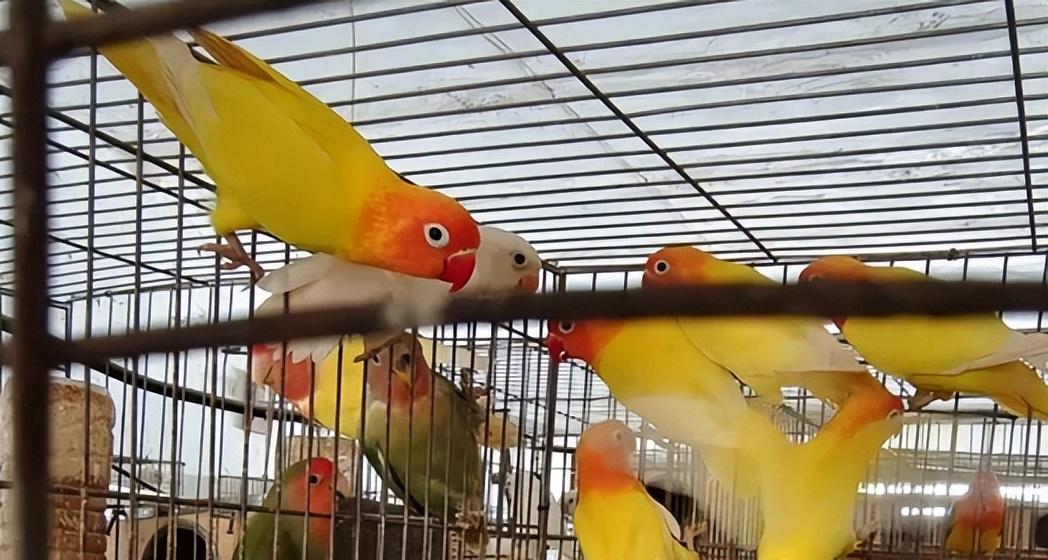 河南新增8例本土无症状/河南新增无症状1例 现有确诊7例 河南新增8例本土无症状/河南新增无症状1例 现有确诊7例