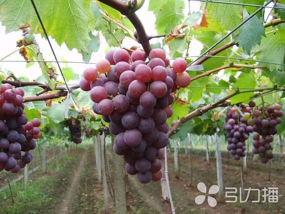苏州张家港疫情最新消息今天/苏州张家港确诊 苏州张家港疫情最新消息今天/苏州张家港确诊