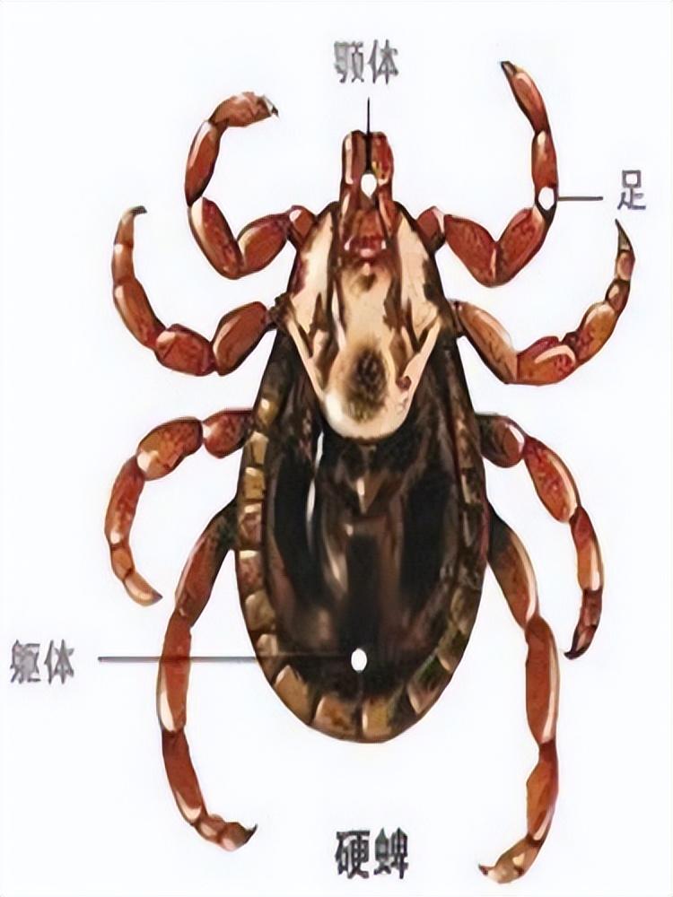 【辽宁新增2例无症状感染者，辽宁新增2例无症状感染者行动轨迹】